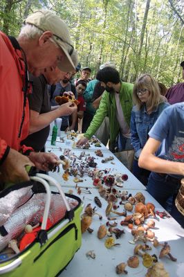 Mushroom Walk
The Sippican Lands Trust and the Boston Mycological Club took a large group out on Sunday for a mushroom walk at the White Eagle Property in Marion. Participants gathered hundreds of mushrooms and laid them out on a long table for mushroom experts Ken Fienberg and Chris Neefus to help identify. Photos by Jean Perry
