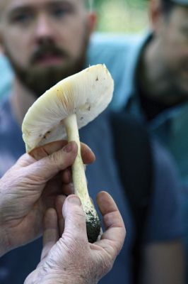 Mushroom Walk
The Sippican Lands Trust and the Boston Mycological Club took a large group out on Sunday for a mushroom walk at the White Eagle Property in Marion. Participants gathered hundreds of mushrooms and laid them out on a long table for mushroom experts Ken Fienberg and Chris Neefus to help identify. Photos by Jean Perry
