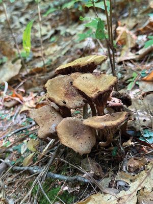 Woodland Walk for Mushrooms
Marion Natural History Museum hosted mycologist Adam Korejwa on September 13. Korejwa conducted a Woodland Walk for Mushrooms event at Shoolman Preserve in Rochester. Bolete, russula, honey, ghost pipe, and cauliflower mushrooms were all spotted, along with countless others. Whether it be on the ground, on a waterlogged fallen tree, or up the side of a living host-tree, mushrooms seemed to be all about. Roughly 40 people showed, including members of mycological societies, amateur enthusiasts, Rhode Islander
