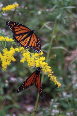 Bay Butterflies
Outdoor enthusiasts enjoyed a moonlight hike along the Nasketucket Bay preserve at dusk on October 11, 2011. The preserve is a wonderful place to spy lots of monarch butterflies! Photos by Paul Lopes.
