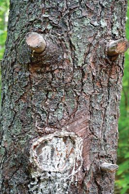 Take a Hike!
This latest installment of Take a Hike! brought me to the spooky woods at the New Bedford Waterworks. It wasn’t my favorite hike, but like my friend always says, “It is what it is.” Check it out and email us at news@wanderer.com to tell us what you think. Photos by Jean Perry
