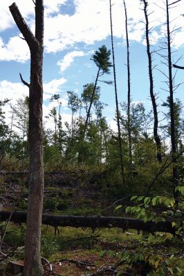 Take a Hike!
This latest installment of Take a Hike! brought me to the spooky woods at the New Bedford Waterworks. It wasn’t my favorite hike, but like my friend always says, “It is what it is.” Check it out and email us at news@wanderer.com to tell us what you think. Photos by Jean Perry
