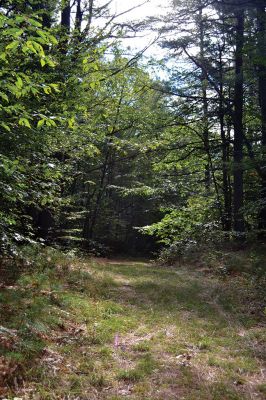 Take a Hike!
This latest installment of Take a Hike! brought me to the spooky woods at the New Bedford Waterworks. It wasn’t my favorite hike, but like my friend always says, “It is what it is.” Check it out and email us at news@wanderer.com to tell us what you think. Photos by Jean Perry
