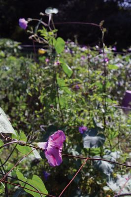 Garden Glory 
The Mattapoisett Community Garden off Prospect Street is winding down this harvest season, but there is still plenty of bounty and beauty for the beholder. Photos by Jean Perry
