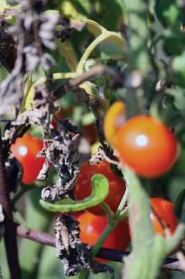 Garden Glory 
The Mattapoisett Community Garden off Prospect Street is winding down this harvest season, but there is still plenty of bounty and beauty for the beholder. Photos by Jean Perry
