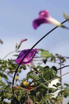 Garden Glory 
The Mattapoisett Community Garden off Prospect Street is winding down this harvest season, but there is still plenty of bounty and beauty for the beholder. Photos by Jean Perry
