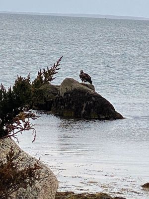 Eagle
Photo by Nancy Prefontaine
