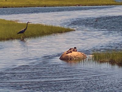 Great Blue Heron 
Great Blue Heron and a couple of ducks enjoying the creek at Crescent Beach. Photo by Nancy Prefontaine
