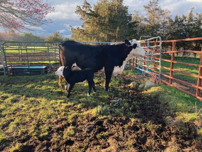 Black Baldy Calf
The local celebrity is the new Black Baldy calf born on Acushnet Road on April 17. A second calf is expected any day now, a sure sign that spring is on the way. Photo by Chrystal Walsh
