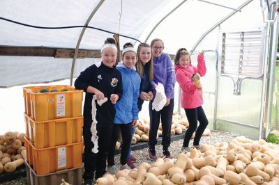 Sharing the Harvest
On September 25, 70 Old Hammondtown School 6th-graders went to "Sharing the Harvest," a volunteer-staffed farm at the Dartmouth YMCA that grows and distributes fresh food to local food banks. Students processed thousands of pounds of butternut squash, prepared seedling trays, planted garlic for next year's harvest, and unearthed sweet potatoes, despite the rain. The trip was sponsored by the PTO as part of a new social studies framework. Photos courtesy of Sara Jacobsen.
