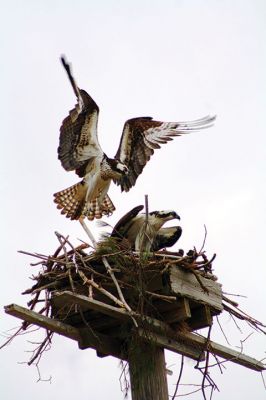 Operation Osprey
They’re back! We have been regularly checking the osprey nest platform at Brainard Marsh, a Sippican Lands Trust property in Marion, for the return of our osprey friends after the long spring migration back to Buzzards Bay. An osprey pair will mate for life and return to their regular nesting area after the two-week 2,700 mile journey from South America back to coastal Massachusetts. 
