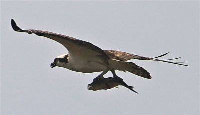 Ospreys
The ospreys have doing some home renovations, and mother osprey has not left her nest since mid April. The father seems to go fishing, snack on the fish, and bring the rest to the mother. Hopefully, we will see some babies in June. It looks like his fish feast could feed a family of four. Photos by Mary-Ellen Livingstone
