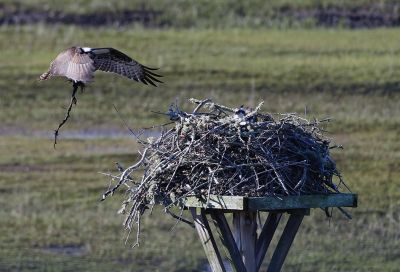 Ospreys
The ospreys have doing some home renovations, and mother osprey has not left her nest since mid April. The father seems to go fishing, snack on the fish, and bring the rest to the mother. Hopefully, we will see some babies in June. It looks like his fish feast could feed a family of four. Photos by Mary-Ellen Livingstone
