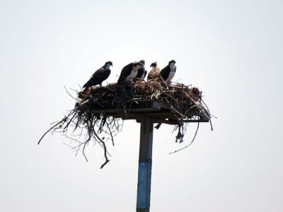 Osprey Family
Here, an osprey family of five spends the summer on an osprey stand near Crescent Beach. Photo by Faith Ball
