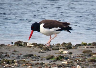 Oyster Catchers
“Happy to see that a pair of oyster catchers are back enjoying the beaches,” says Faith Ball, who submitted this photo.
