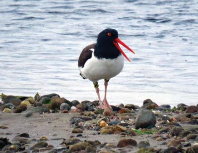 Oyster Catchers
“Happy to see that a pair of oyster catchers are back enjoying the beaches,” says Faith Ball, who submitted this photo.
