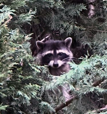 Trash Panda
My Brandt Beach "Trash Panda" by Marcia Parker.
