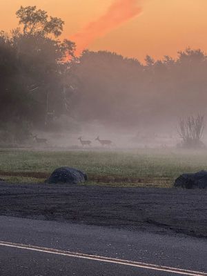 Acushnet Road
5:30 am in Mattapoisett on Acushnet Road, the beauty of Mattapoisett. Submitted by Patricia Cobb
