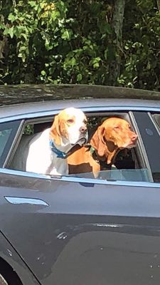 Waiting for a Friend
Patrick Fraine spotted these two dogs waiting for their owner.
