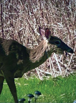 Deer
Deer photo by Robert Pina
