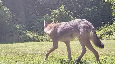 Coyote
Robert Pina shared this photo of a coyote on the prowl on Point Road in Marion.
