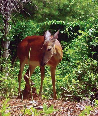 Wildlife
Robert Pina shared these wildlife photos he captured on Point Road in Marion.
