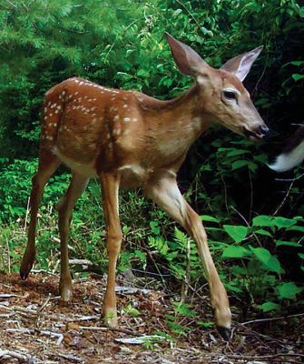 Backyard Deer
Robert Pina shared this photo taken in his backyard on Point Road in Marion.
