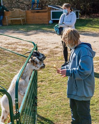 Pine Meadow Alpaca Farm
The Mattapoisett Lions Club held a fundraiser on November 21 at Pine Meadow Alpaca Farm. Donations of $8 were rewarded with bags of kettle popcorn, and children enjoyed visiting with alpacas and other animals including an African tortoise during an open-farm day. Photos by Ryan Feeney
