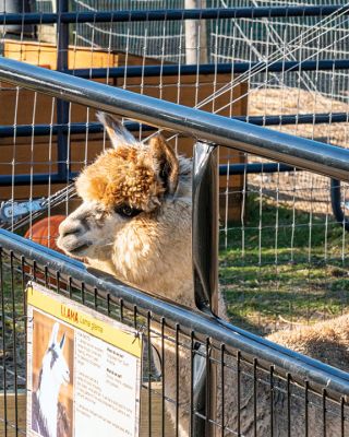 Pine Meadow Alpaca Farm
The Mattapoisett Lions Club held a fundraiser on November 21 at Pine Meadow Alpaca Farm. Donations of $8 were rewarded with bags of kettle popcorn, and children enjoyed visiting with alpacas and other animals including an African tortoise during an open-farm day. Photos by Ryan Feeney
