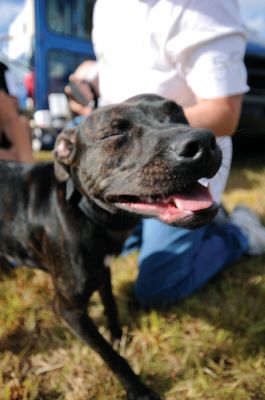 Rochester Dog Show
Dozens of dogs and their humans gathered in Rochester last weekend for a show focusing mainly on pit bulls, an opportunity to dispel prejudices against the breed and highlight some of their qualities. Photos by Felix Perez. 
