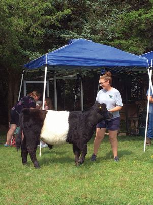 4H Tails-n-Trails
Members of the Rochester Chapter of 4H Tails-n-Trails visited the Plumb Library in Rochester on August 12. The children in attendance heard about mini-horses and different types of cows being raised by 4H members. 4H is welcoming new members: Call 774-404-7020 for details. Photos by Marilou Newell
