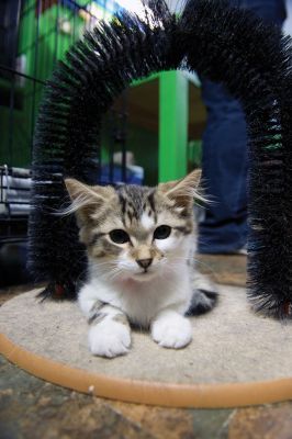 Octopurrfest
The Rochester cat shelter “It’s All About the Animals” held its 2nd Annual Octopurrfest on Sunday, October 2. Raising over $7,000, owner/operator Pam Robinson said this year’s event was “absolutely over the top!” The shelter is in the process of building an addition to create a cat room and a porch. “I cannot thank everyone enough for their wonderful donation and participation,” said Robinson. Photos by Colin Veitch
