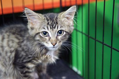 Octopurrfest
The Rochester cat shelter “It’s All About the Animals” held its 2nd Annual Octopurrfest on Sunday, October 2. Raising over $7,000, owner/operator Pam Robinson said this year’s event was “absolutely over the top!” The shelter is in the process of building an addition to create a cat room and a porch. “I cannot thank everyone enough for their wonderful donation and participation,” said Robinson. Photos by Colin Veitch
