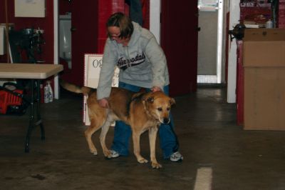 Rabies Clinic
Another dog struts away from the Mattapoisett Fire Station on October 18 after receiving a vaccination at the 2009 Rabies Clinic. Photo by Anne OBrien-Kakley
