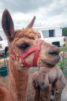 Rochester Country Fair
The Rochester Country Fair is a first prize event! Even torrential rains couldn’t dampen the spirits at this amazing event. Photo by Felix Perez
