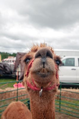 Rochester Country Fair
The Rochester Country Fair is a first prize event! Even torrential rains couldn’t dampen the spirits at this amazing event. Photo by Felix Perez
