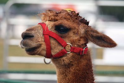 The Sun Will Come Out … Tomorrow 
Friday was a washout at the Rochester Country Fair, but the rain didn’t dampen the fun for those who braved the elements. Photos by Jean Perry
