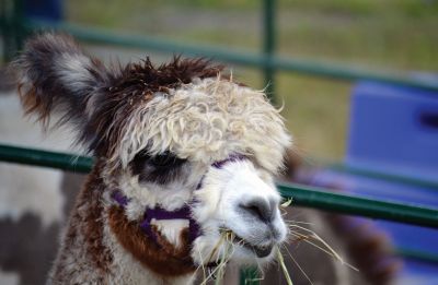 Farmers, Families, Fiddles 
Along with the sun on Saturday came the crowds to the Rochester Country Fair. Kid’s activities that were canceled on Friday resumed on Saturday under a blue sky. Photos by Jonathan Comey
