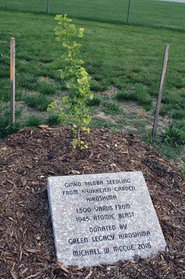 Sowing the Seeds of Peace
A ginkgo biloba sapling from a 250-year-old mother tree that survived the A-bombing of Hiroshima was planted in Rochester last week. The mother tree was 1,500 yards from ground zero and survived the blast. The sapling was donated to the town from past Town Administrator Michael McCue, who acquired it from The United Nations Green Legacy Hiroshima Initiative. It was quietly planted behind the playground at the Dexter Lane Ball Field. Photo by Jean Perry
