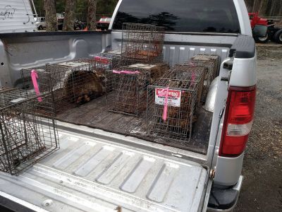 Rabies Check
David Smith of the Rochester Land Trust recently accompanied Randy Mickley, a USDA Wildlife disease biologist, as he checked live mammal traps set in Marion and Rochester as part of the Cape Cod Oral Rabies Program. The goal is to establish a vaccine barrier in Plymouth County to prevent reintroduction of rabies to Cape Cod. Two raccoons were caught in Rochester and three in Marion. 
