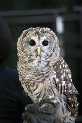Raptors
Director of New England Raptor & Reptile Exhibits Marla Isaac introduced her feathered friends during the Mattapoisett Lands Trust’s annual meeting on Saturday, May 14. The audience got to meet a number of rescued owls, including Nanook the snowy owl, Rachel the barn owl, Athena the great-horned owl, and Babe the barred owl. Photos by Colin Veitch
