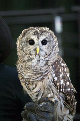 Raptors
Director of New England Raptor & Reptile Exhibits Marla Isaac introduced her feathered friends during the Mattapoisett Lands Trust’s annual meeting on Saturday, May 14. The audience got to meet a number of rescued owls, including Nanook the snowy owl, Rachel the barn owl, Athena the great-horned owl, and Babe the barred owl. Photos by Colin Veitch
