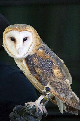 Raptors
Director of New England Raptor & Reptile Exhibits Marla Isaac introduced her feathered friends during the Mattapoisett Lands Trust’s annual meeting on Saturday, May 14. The audience got to meet a number of rescued owls, including Nanook the snowy owl, Rachel the barn owl, Athena the great-horned owl, and Babe the barred owl. Photos by Colin Veitch
