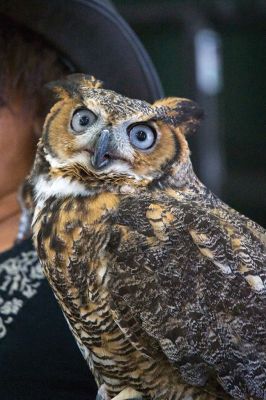 Raptors
Director of New England Raptor & Reptile Exhibits Marla Isaac introduced her feathered friends during the Mattapoisett Lands Trust’s annual meeting on Saturday, May 14. The audience got to meet a number of rescued owls, including Nanook the snowy owl, Rachel the barn owl, Athena the great-horned owl, and Babe the barred owl. Photos by Colin Veitch
