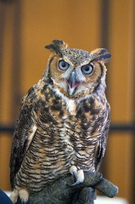 Raptors
Director of New England Raptor & Reptile Exhibits Marla Isaac introduced her feathered friends during the Mattapoisett Lands Trust’s annual meeting on Saturday, May 14. The audience got to meet a number of rescued owls, including Nanook the snowy owl, Rachel the barn owl, Athena the great-horned owl, and Babe the barred owl. Photos by Colin Veitch
