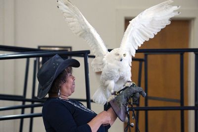 Raptors
Director of New England Raptor & Reptile Exhibits Marla Isaac introduced her feathered friends during the Mattapoisett Lands Trust’s annual meeting on Saturday, May 14. The audience got to meet a number of rescued owls, including Nanook the snowy owl, Rachel the barn owl, Athena the great-horned owl, and Babe the barred owl. Photos by Colin Veitch
