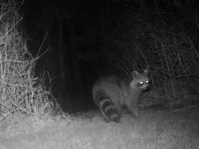 Raccoon
A raccoon visited Robert Pina's backyard on Point Road in Marion.
