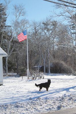 Preceded by rain, the snow that fell on the Tri-Towns was wet and sticky, as seen on the icy tree limbs melting in the Monday afternoon sun in Rochester. Photos by Mick Colageo
