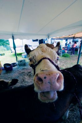 Rochester Country Fair
A cow sticks out his tongue for the camera at the Rochester Country Fair over the weekend.  The fair was held from Thursday, August 16 through Sunday, August 19 at the brand new fairgrounds on Pine Street. A pie eating contest, tractor and truck pulls, pro wrestling, live music and food were just some of the featured events.  Photo by Felix Perez. 
