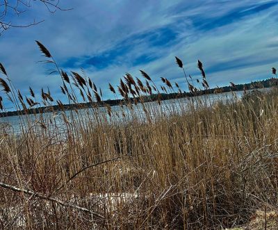 Mattapoisett Bike Path
Ruth Griffin took this photo while walking on The Mattapoisett Bike Path.
